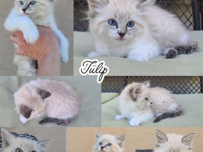 Beautiful Siberian Ragdoll Girl kittens