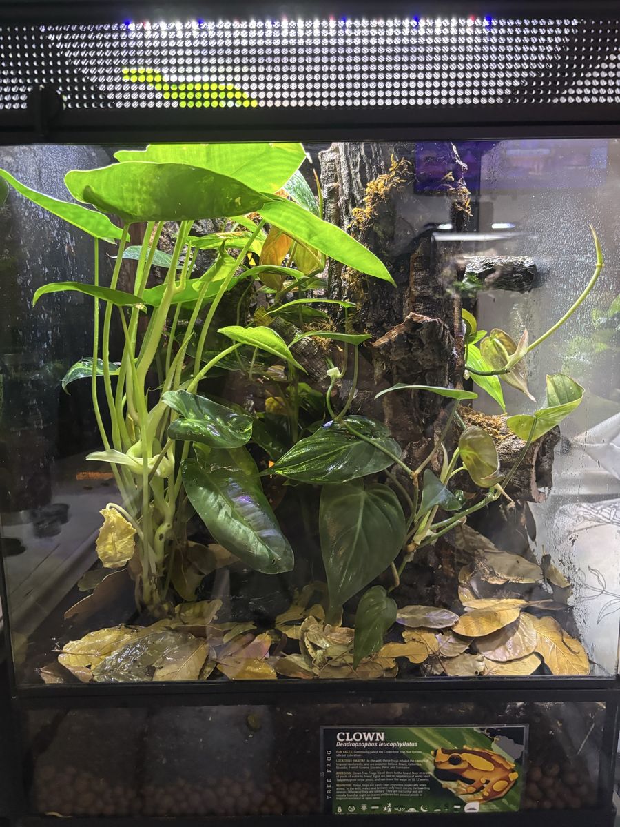 Clown Tree Frog And Tank