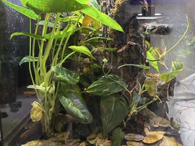 Clown Tree Frog And Tank