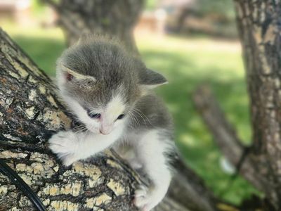 Kittens