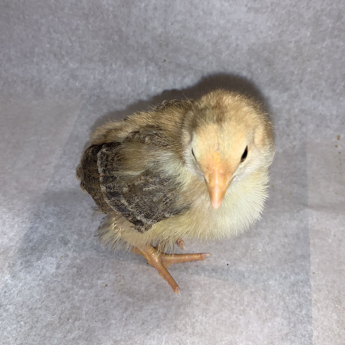 Aloha Chicks