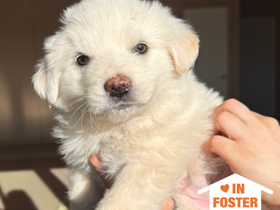 Hello my name is Wonton