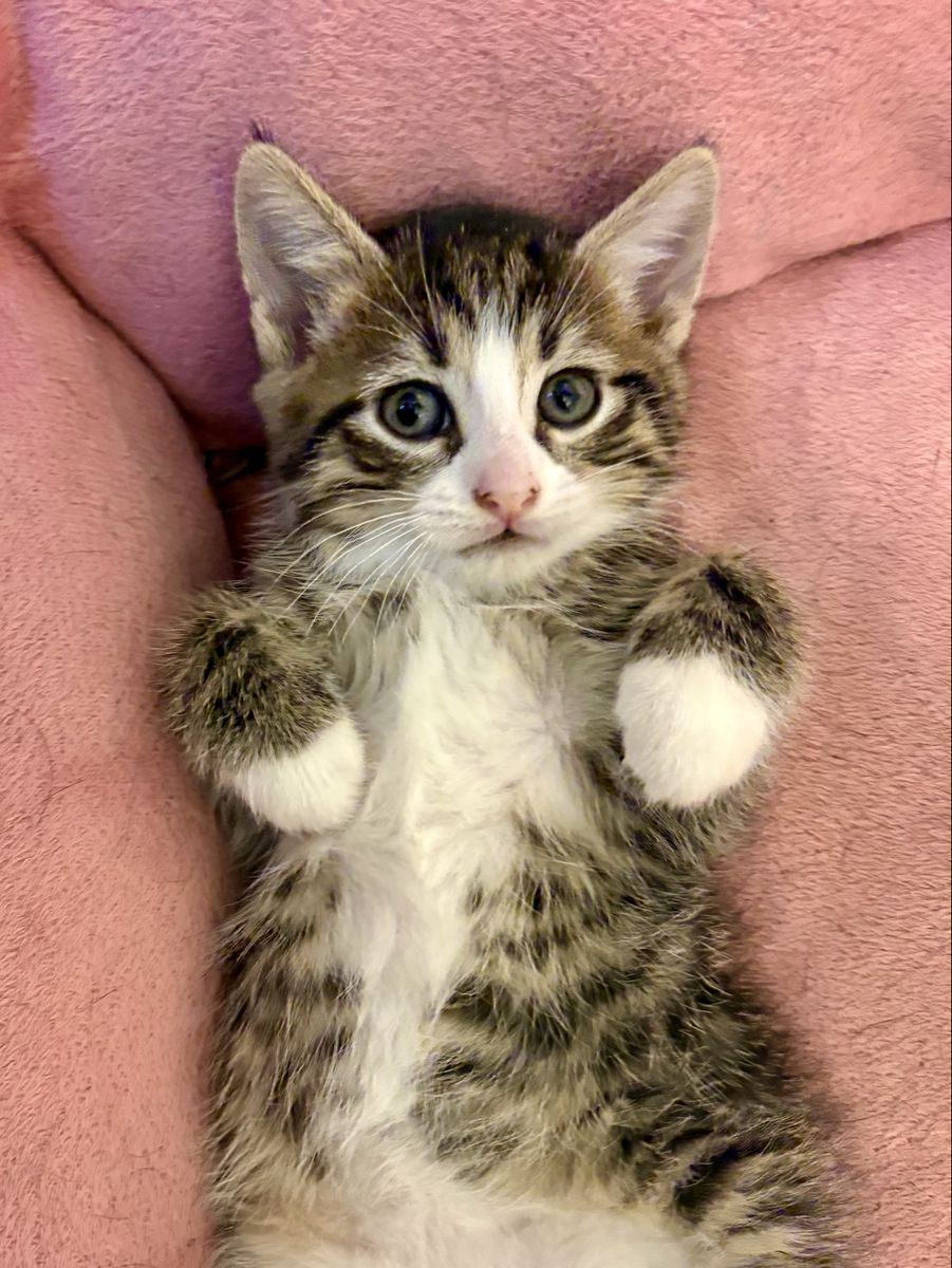 Playful and Cuddly Male Tabby Kitten