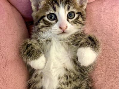 Playful and Cuddly Male Tabby Kitten