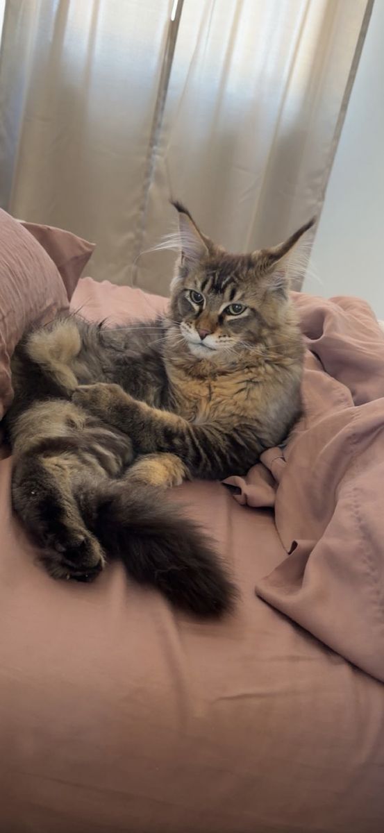 Champion European Maine Coon Kitten