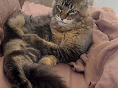Champion European Maine Coon Kitten