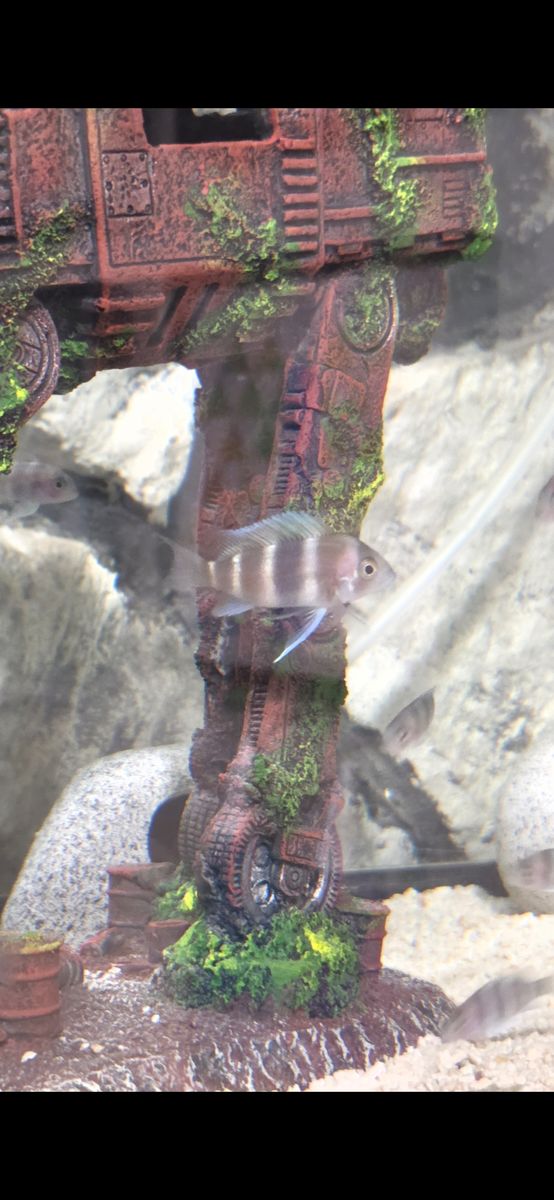 Frontosa