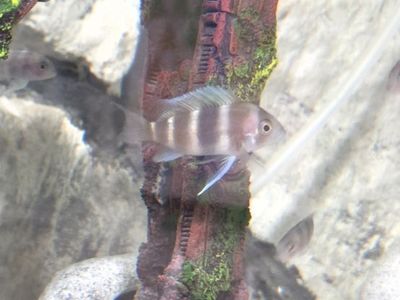 Frontosa