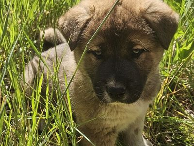 Akita puppies for sale