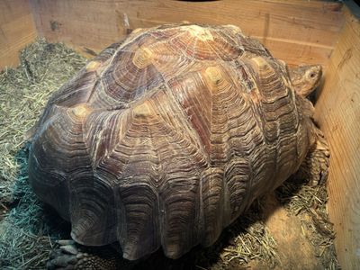 Large Adult Male Sulacata Tortoise
