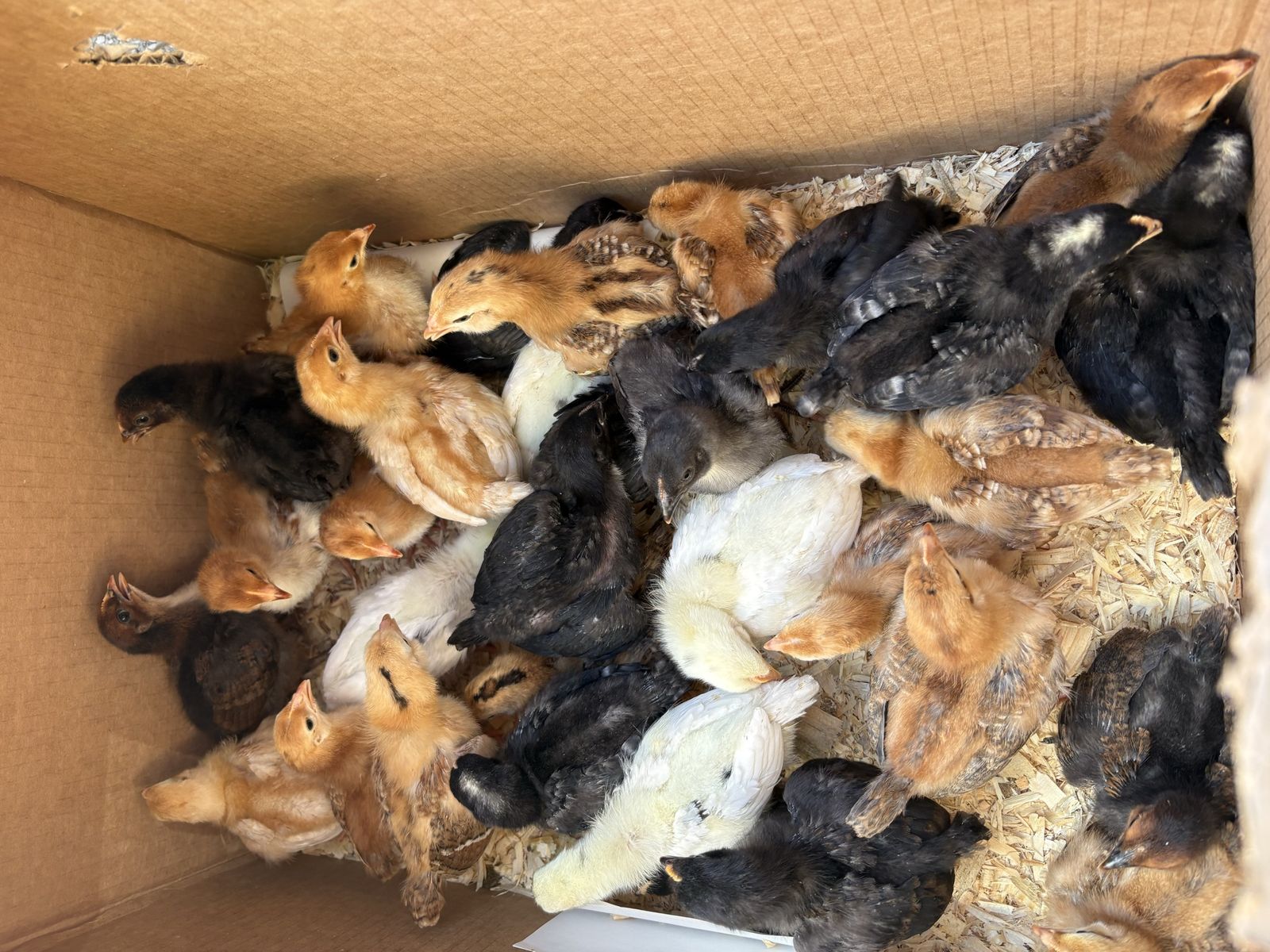Chicks