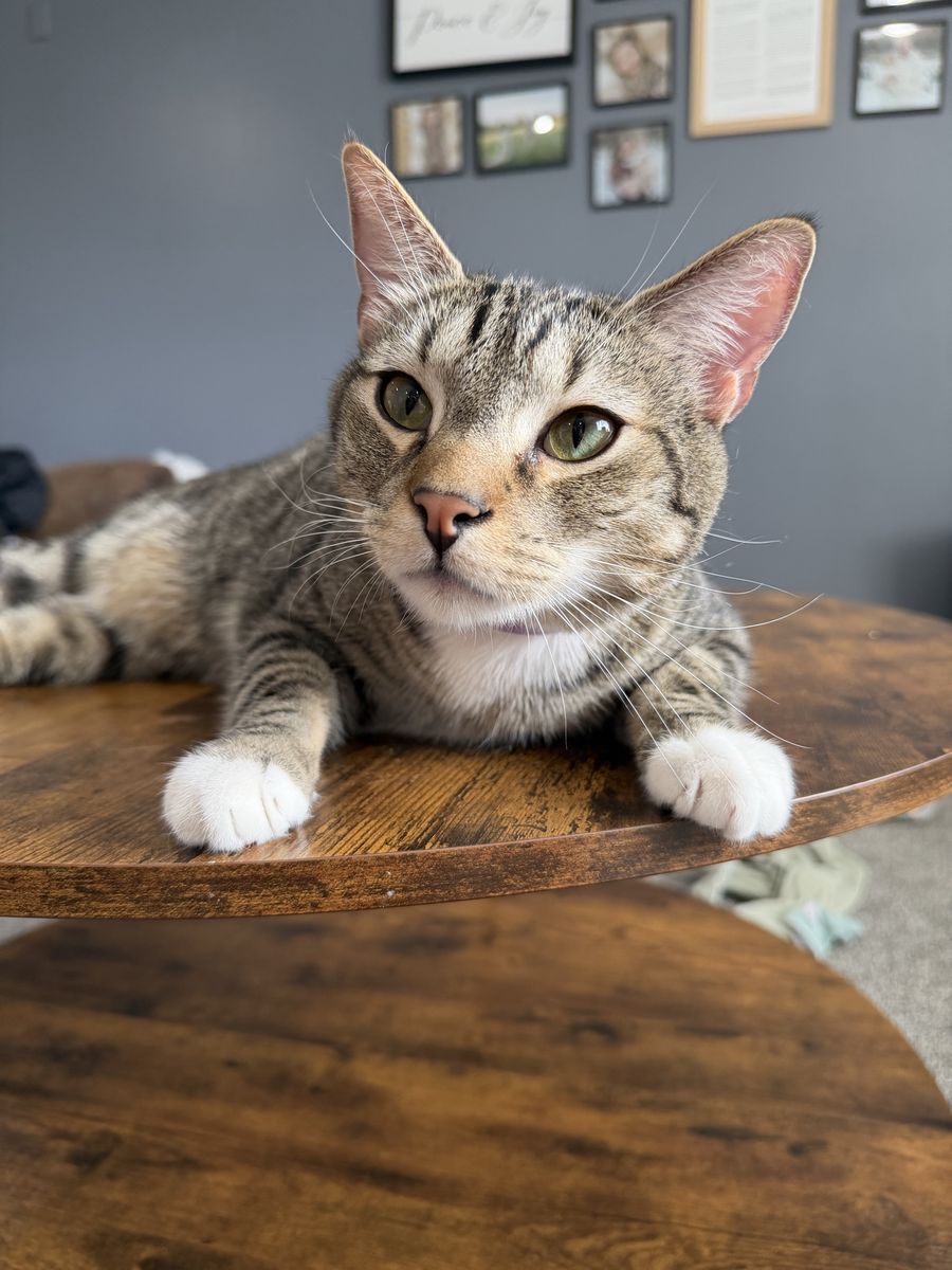 Rehoming Our Buddy, Cory