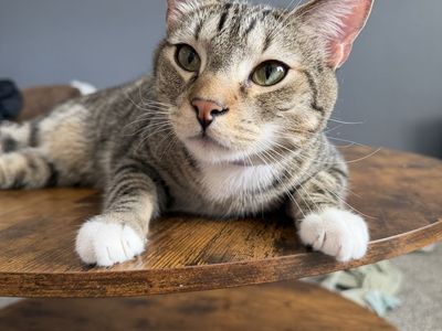 Rehoming Our Buddy, Cory