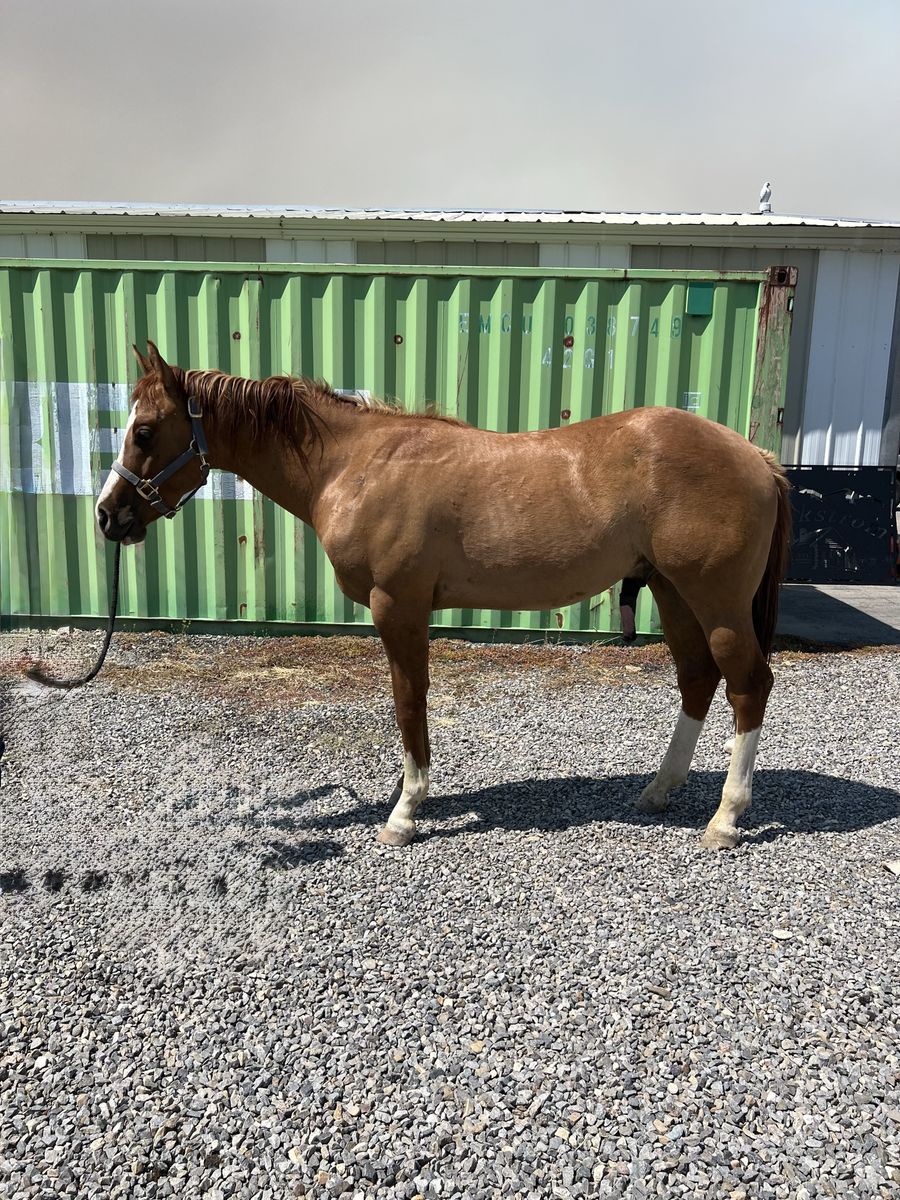 2yr old AQHA  gelding all around prospect