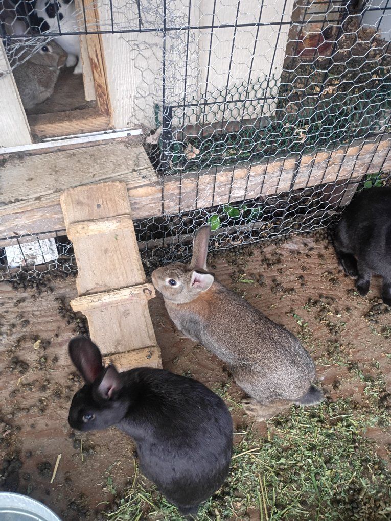 conejitos