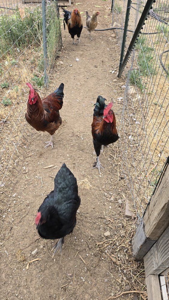 Roosters