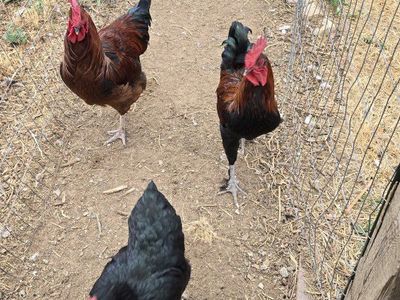 Roosters