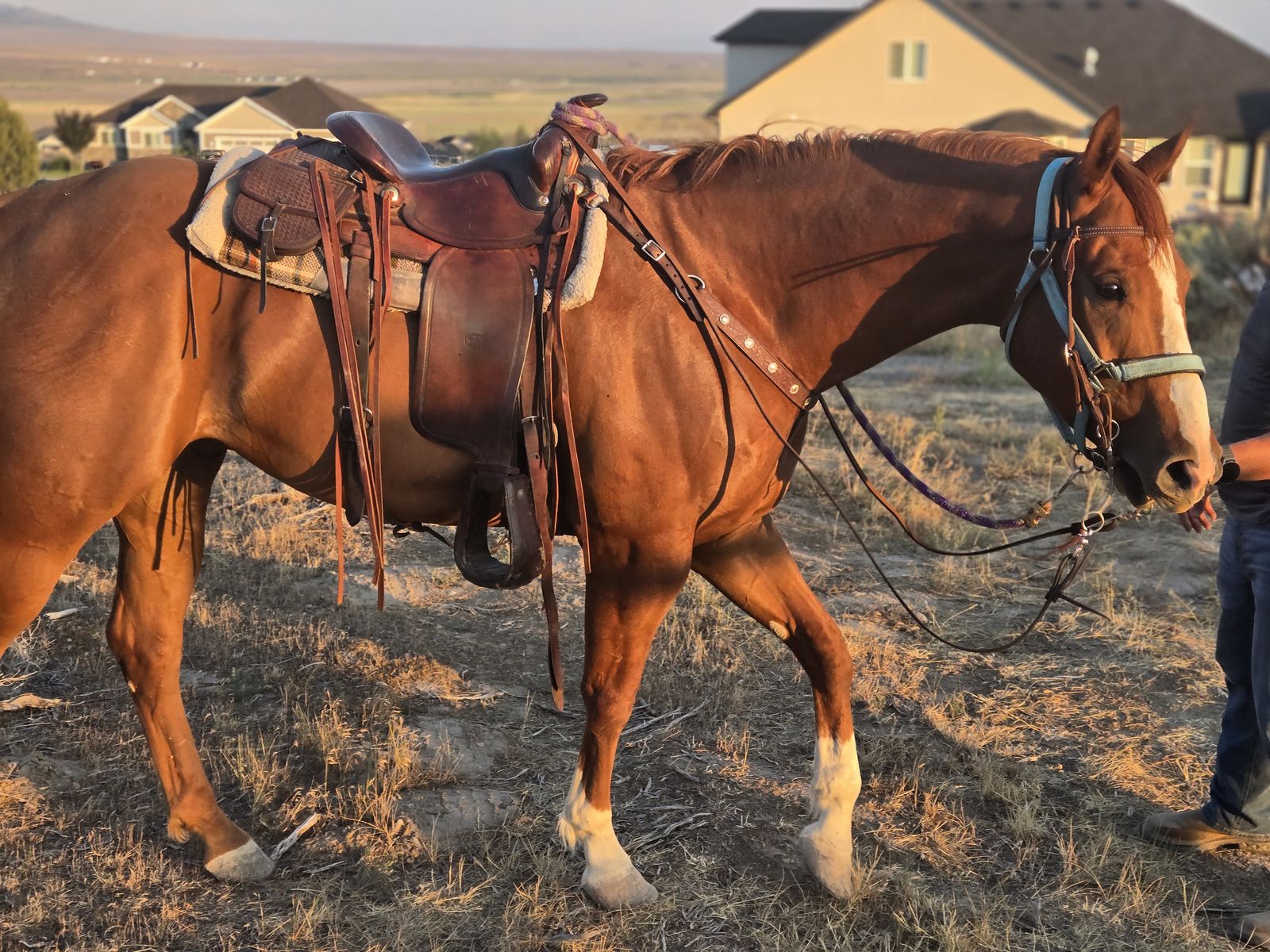 Registered Quarter horse