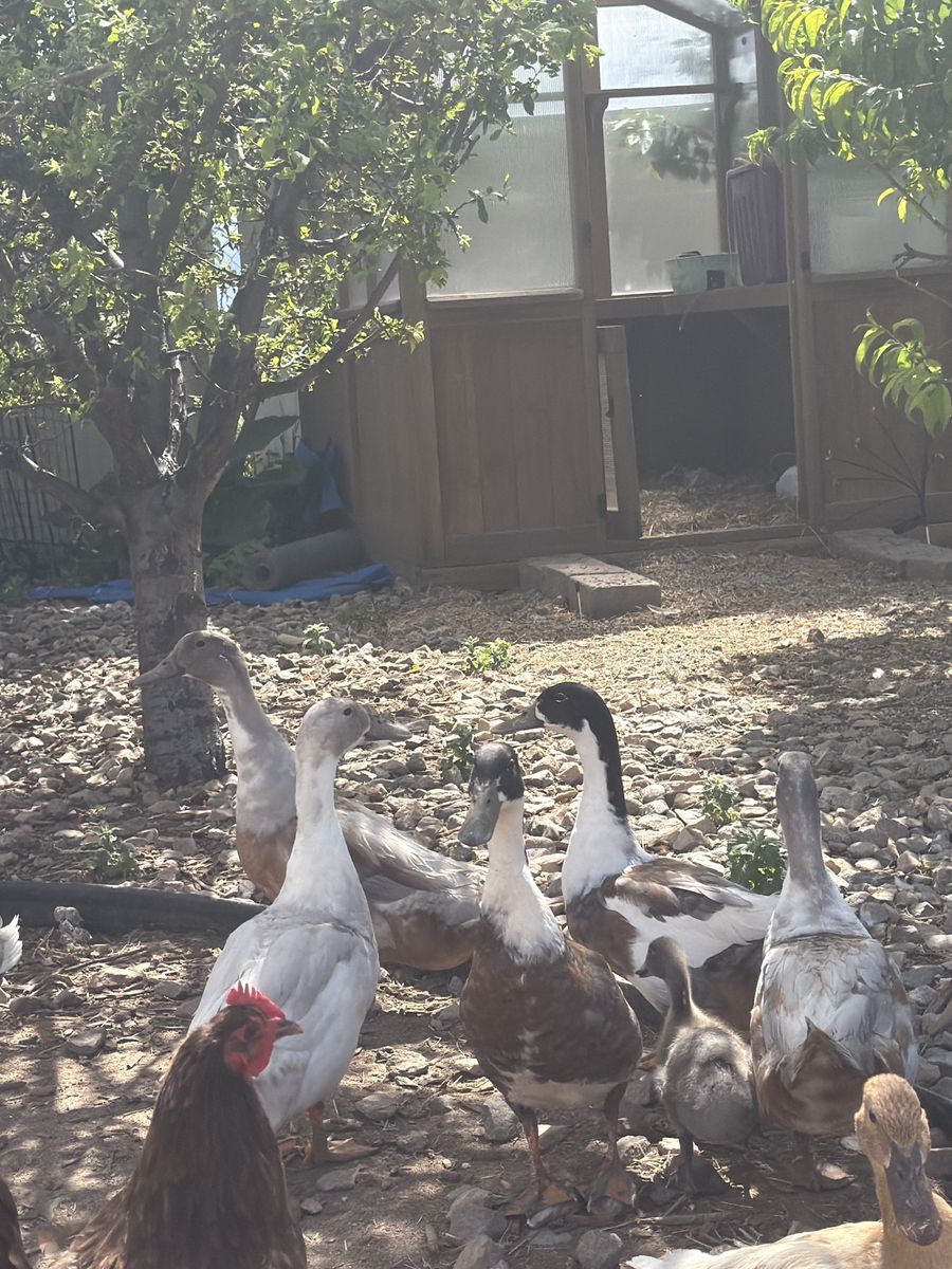 Free ducks
