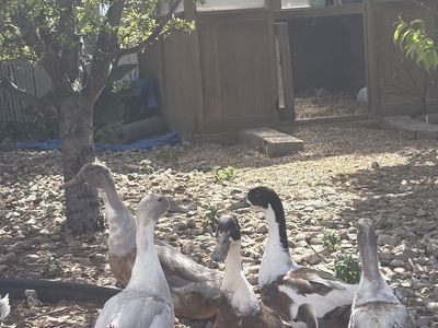 Free ducks