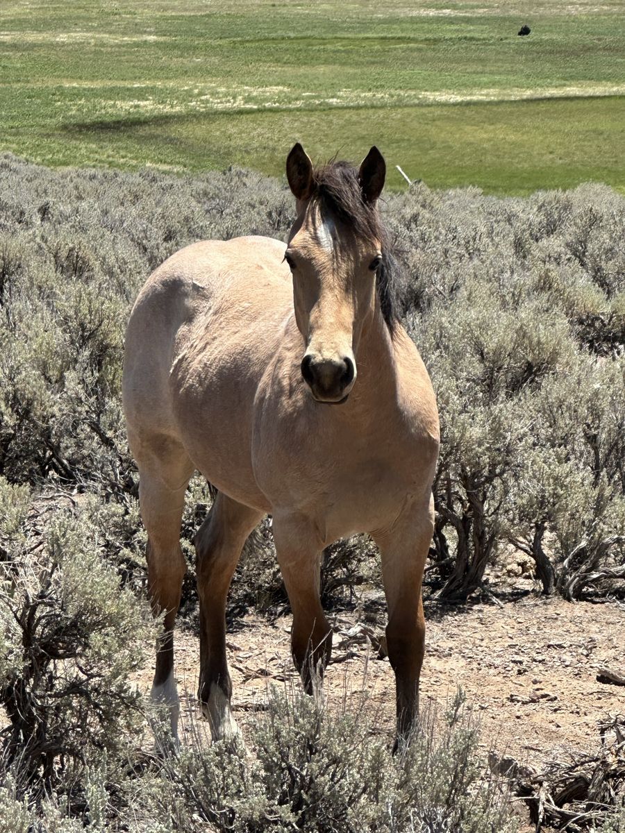AQHA Buckskin Roan Filly