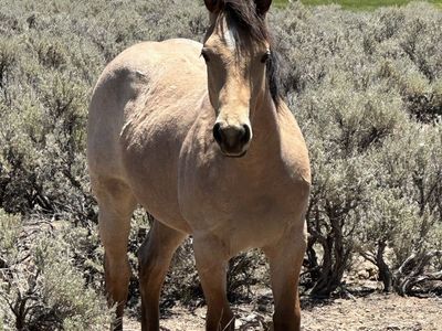 AQHA Buckskin Roan Filly