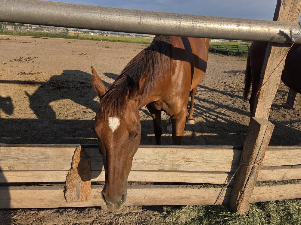 13 year old registered mare Lynx Hot Socks