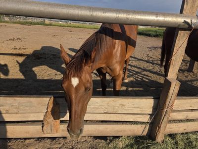 13 year old registered mare Lynx Hot Socks
