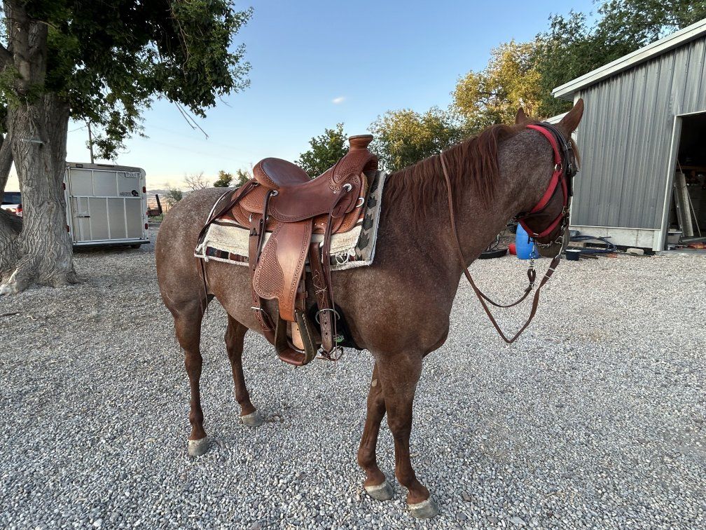 Lena 8 year old  aqha quarter horse