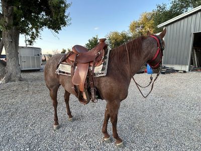 Lena 8 year old aqha quarter horse
