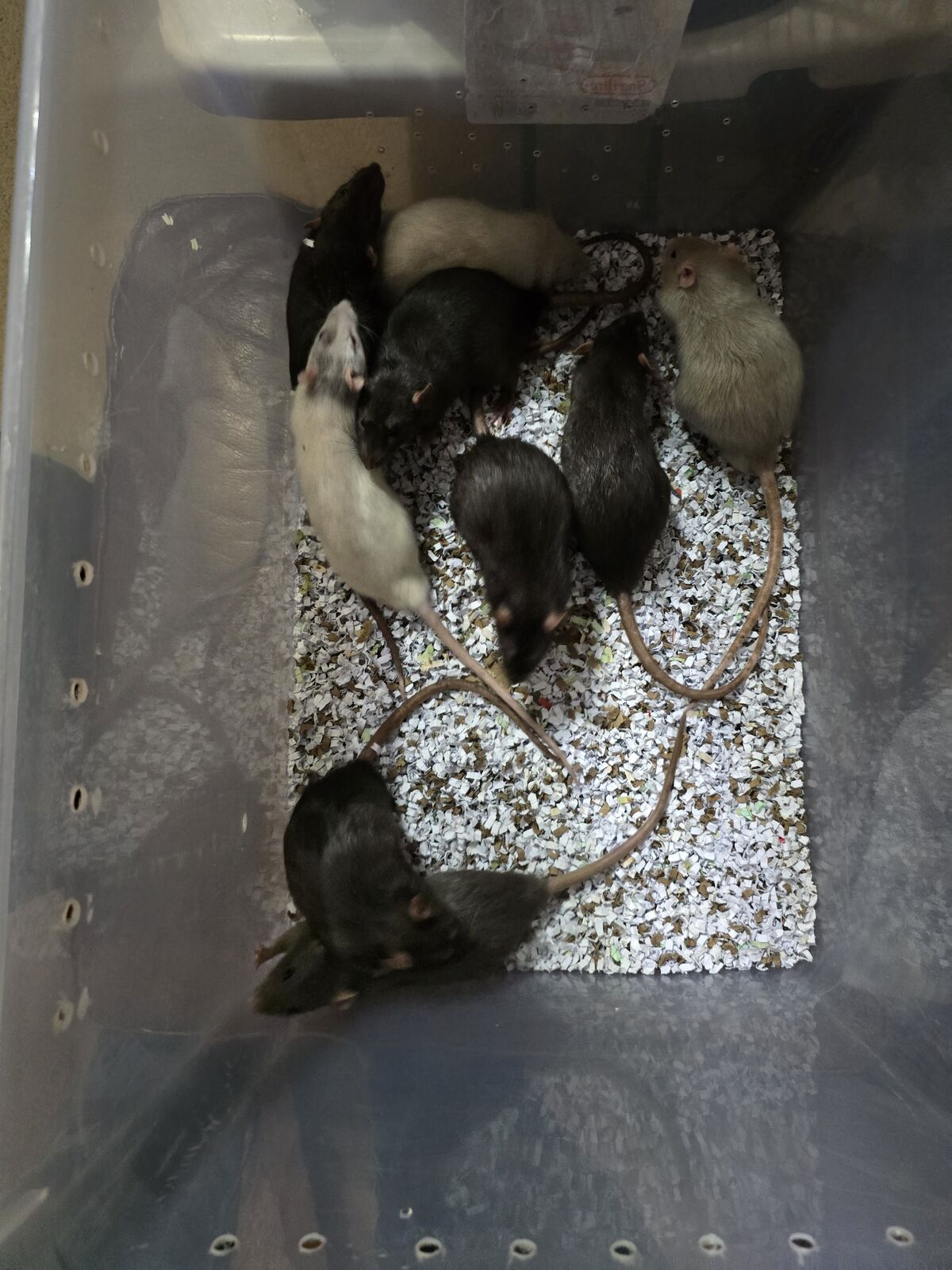 Medium female rats
