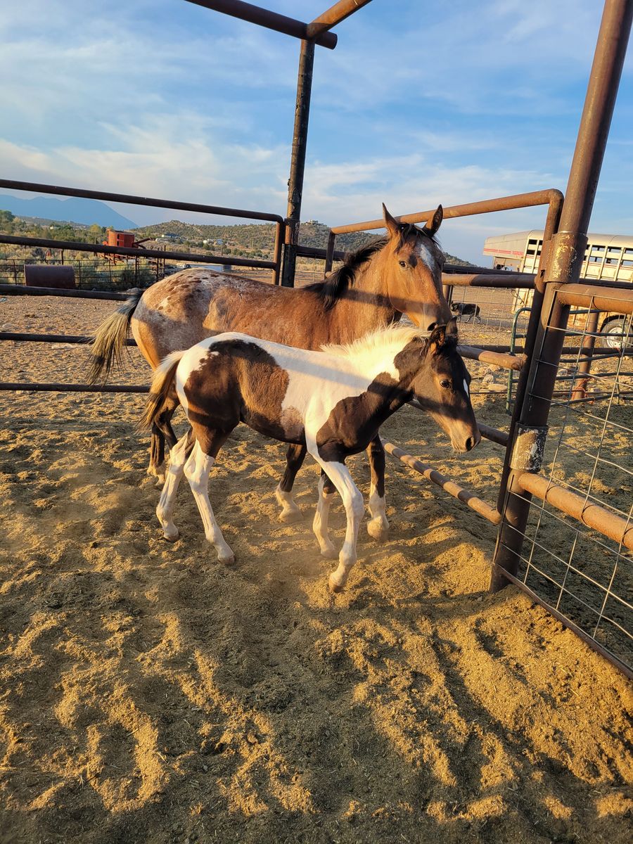 Appy mare/foal