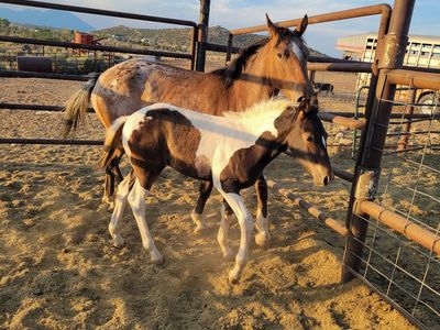 Appy mare/foal