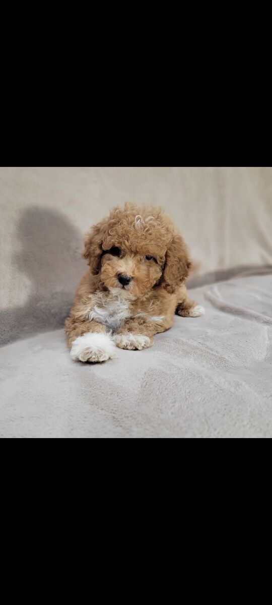 Cavapoo
