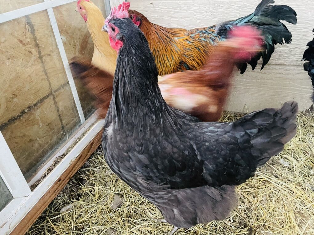Australorp Hens
