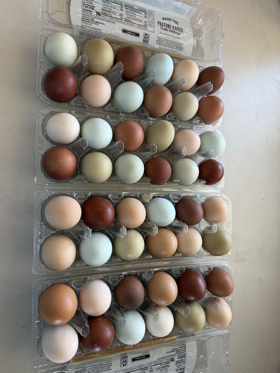 Fresh farm eggs