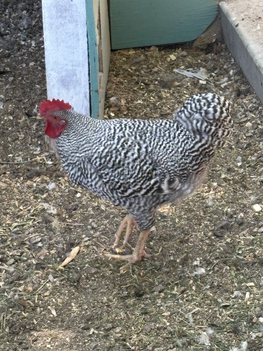Roosters