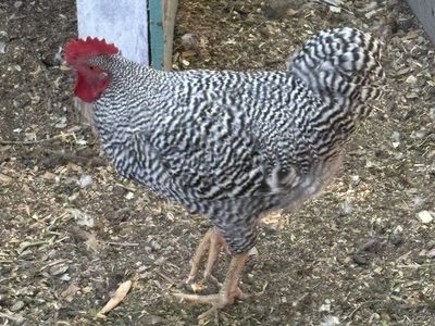 Roosters