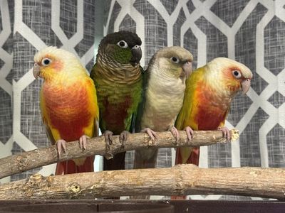 Green Cheek Conures