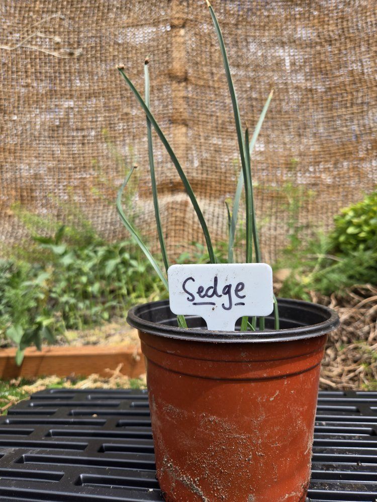 Sedge