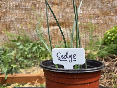 Sedge