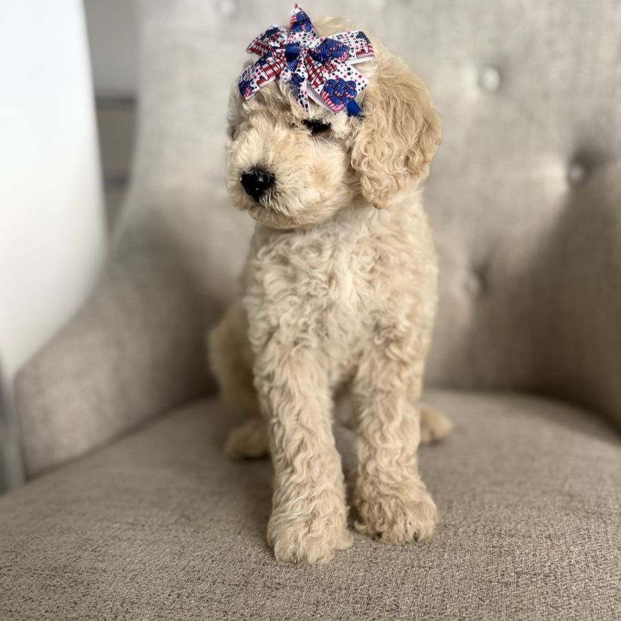Mini Goldendoodle Puppy - Female