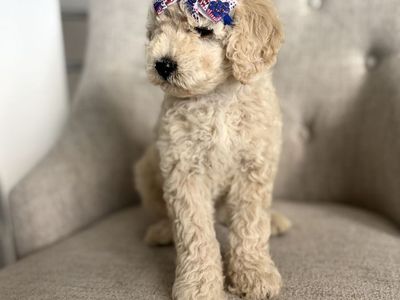 Mini Goldendoodle Puppy - Female