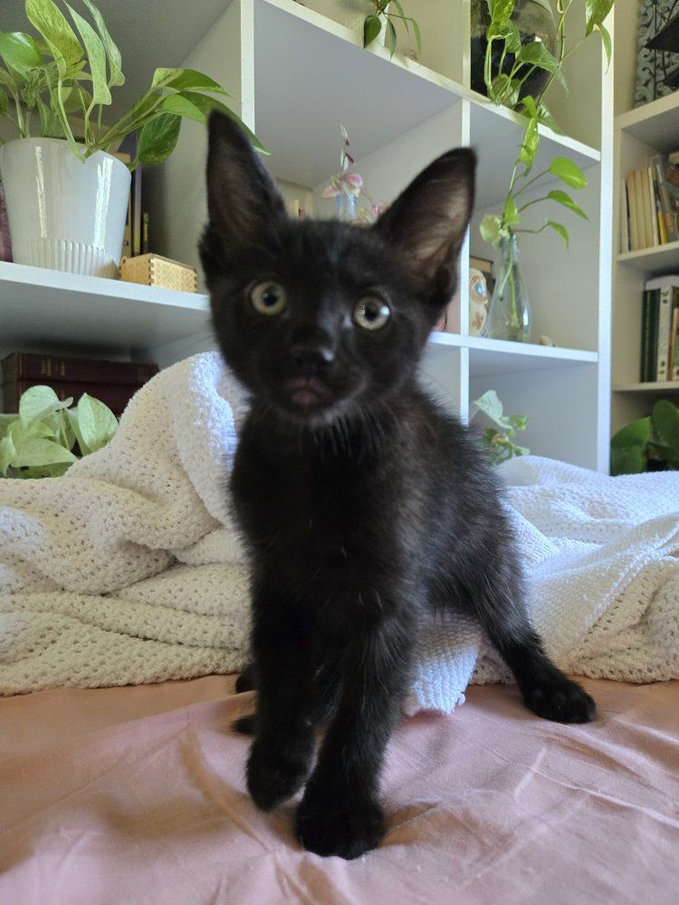 Free Rescued male kitten