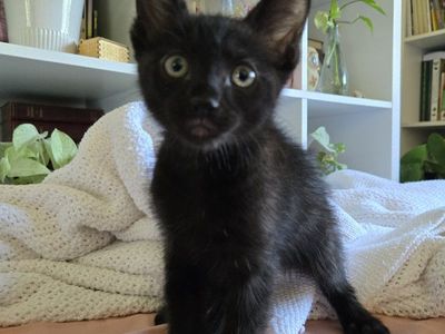Free Rescued male kitten