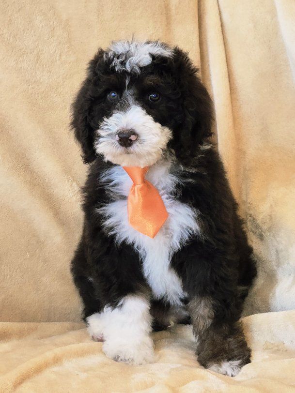 Doodle puppies (mini sheepadoodle)
