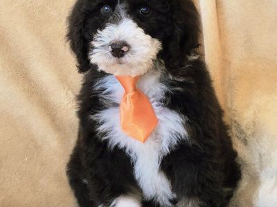 Doodle puppies (mini sheepadoodle)