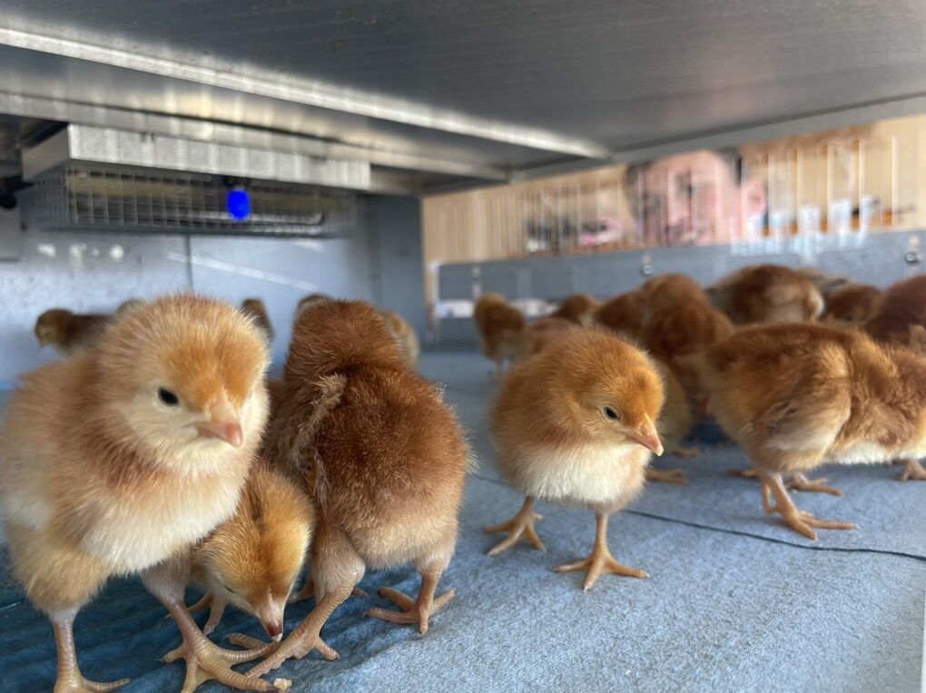 Production Red Chicks (pullets)