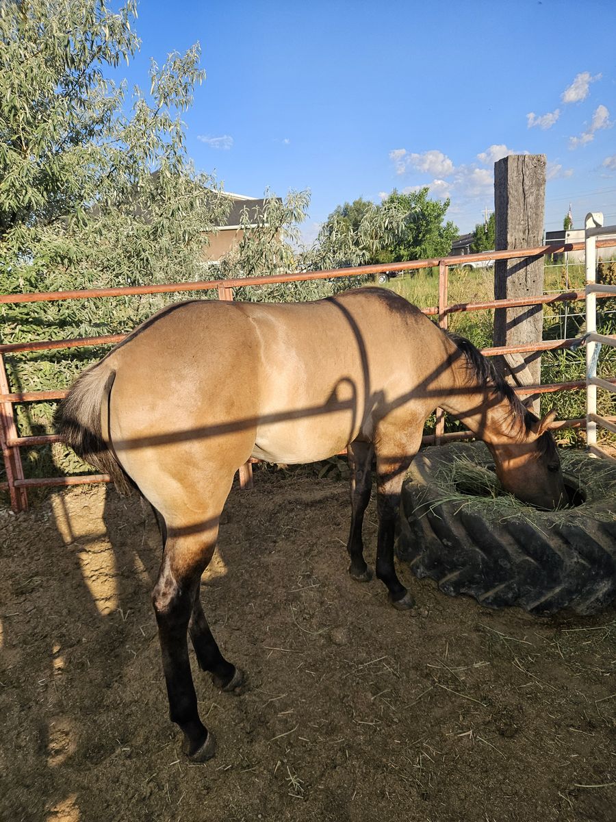 Yearling gelding