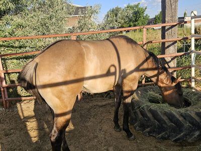 Yearling gelding